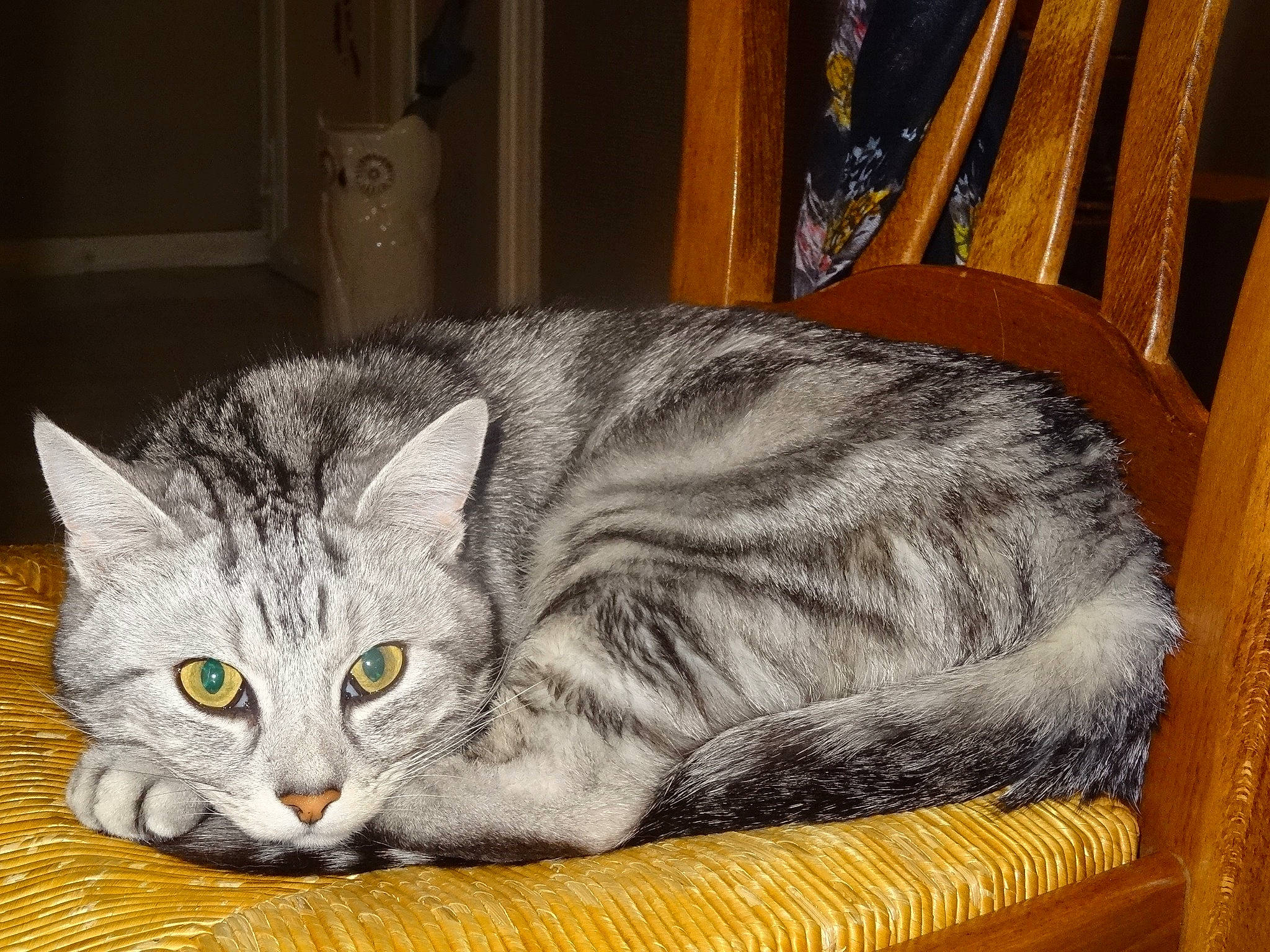 Tigris participe au concours pour gagner de l'argent avec cette photo : american_shorthair, asian, australian_mist, carnivore, cat, cat_bed, domestic_short_haired_cat, dragon_li, european_shorthair, felidae, mammal, small_to_medium_sized_cats, tabby_cat, whiskers