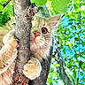 Kevin joined the competition — help win amazing prizes! cat, tree, branch, fur, whiskers, claws, outdoor, green_leaves, blue_sky, nature, animal, cute, curious, pet, close_up, climbing, playful, mammal, daylight, wildlife