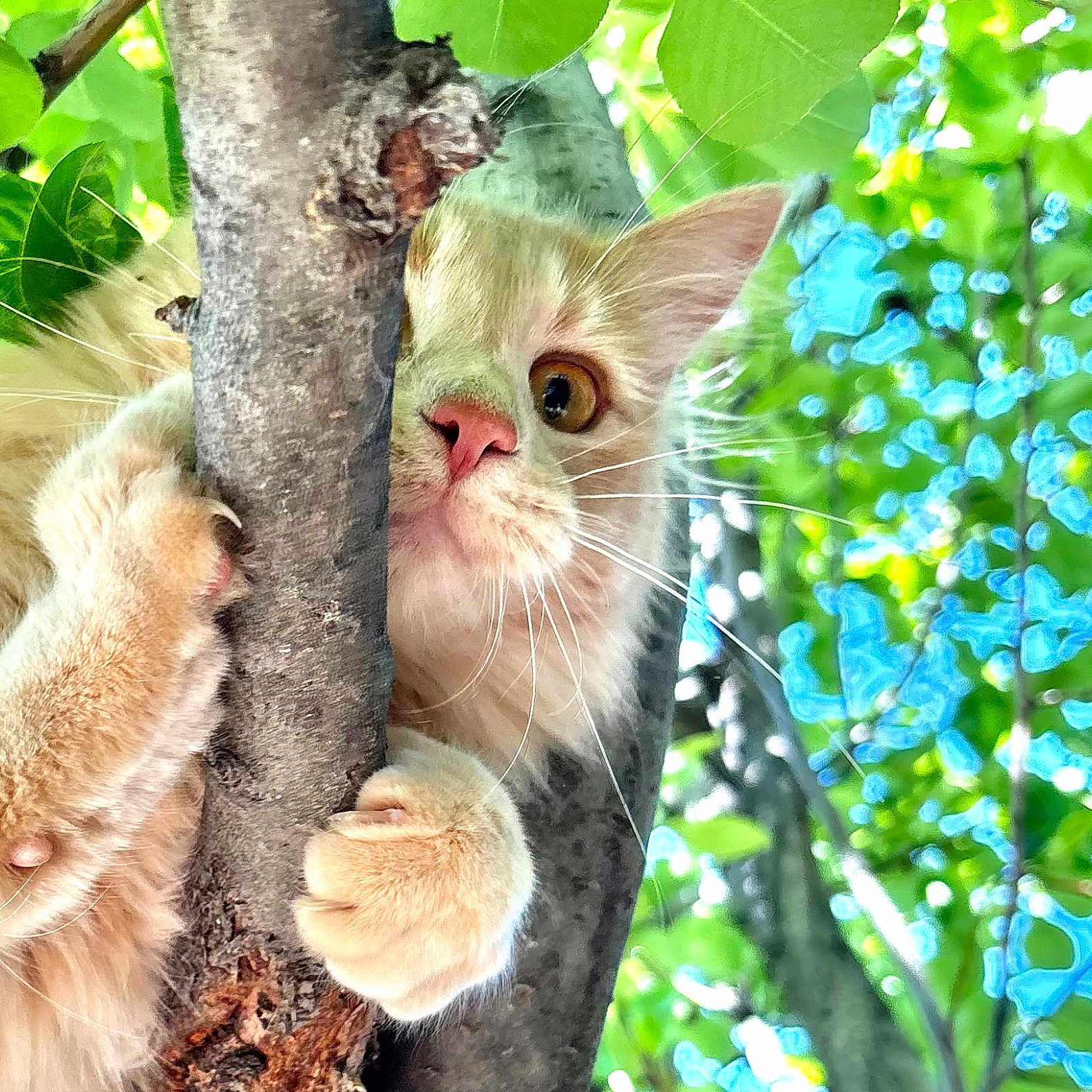 Kevin joined the competition — help win amazing prizes! cat, tree, branch, fur, whiskers, claws, outdoor, green_leaves, blue_sky, nature, animal, cute, curious, pet, close_up, climbing, playful, mammal, daylight, wildlife