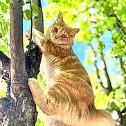 Kevin is registered to the contest to win money with this photo: cat, orange_cat, climbing, tree, tree_trunk, green_leaves, outdoor, daylight, nature, fur, whiskers, curious, animal, pets, close_up, sunlight, branch, wildlife, mammal, portrait