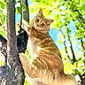 cat, orange_cat, climbing, tree, tree_trunk, green_leaves, outdoor, daylight, nature, fur, whiskers, curious, animal, pets, close_up, sunlight, branch, wildlife, mammal, portrait
