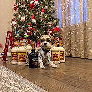 Dunkin Thomas joined the competition — help win amazing prizes! dog, christmas_tree, ornaments, bottles, alcohol, floor, wooden_floor, curtains, carpet, striped_shirt, gnome_ornaments, holiday_decor, indoor, bottle, pet, small_dog, decorations, festive, cute, living_room
