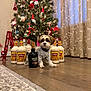dog, christmas_tree, ornaments, bottles, alcohol, floor, wooden_floor, curtains, carpet, striped_shirt, gnome_ornaments, holiday_decor, indoor, bottle, pet, small_dog, decorations, festive, cute, living_room