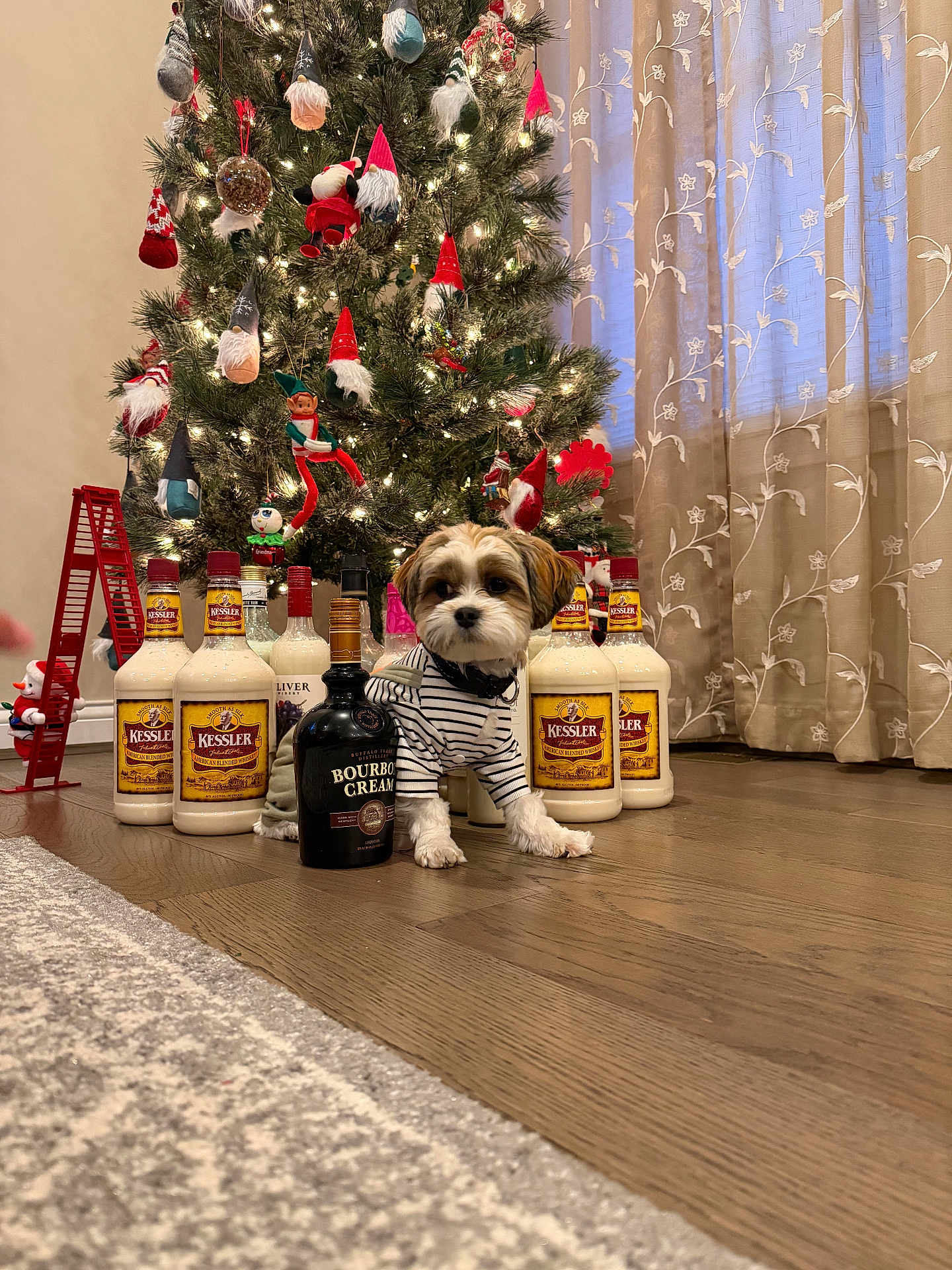 Dunkin Thomas joined the competition — help win amazing prizes! dog, christmas_tree, ornaments, bottles, alcohol, floor, wooden_floor, curtains, carpet, striped_shirt, gnome_ornaments, holiday_decor, indoor, bottle, pet, small_dog, decorations, festive, cute, living_room