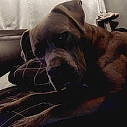 Blue joined the competition — help win amazing prizes! dog, canine, pet, indoor, bed, blanket, pillow, large_dog, brown_fur, close_up, portrait, sleepy, paws, muzzle, ears, eyes, furniture, shoe, curtain, low_light