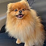Winny participe au concours pour gagner de l'argent avec cette photo : dog, pomeranian, fluffy, car_seat, pet, animal, cute, smiling, furry, small_dog, indoors, window, seat_cover, tongue_out, happy, domestic_animal, companion, four_legs, ears, nose