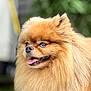 Winny participe au concours pour gagner de l'argent avec cette photo : dog, pomeranian, fluffy, golden, blue_eyes, tongue_out, pet, animal, portrait, outdoor, close_up, happy, cute, furry, canine, small_dog, nature, green_background, blurred_background, friendly