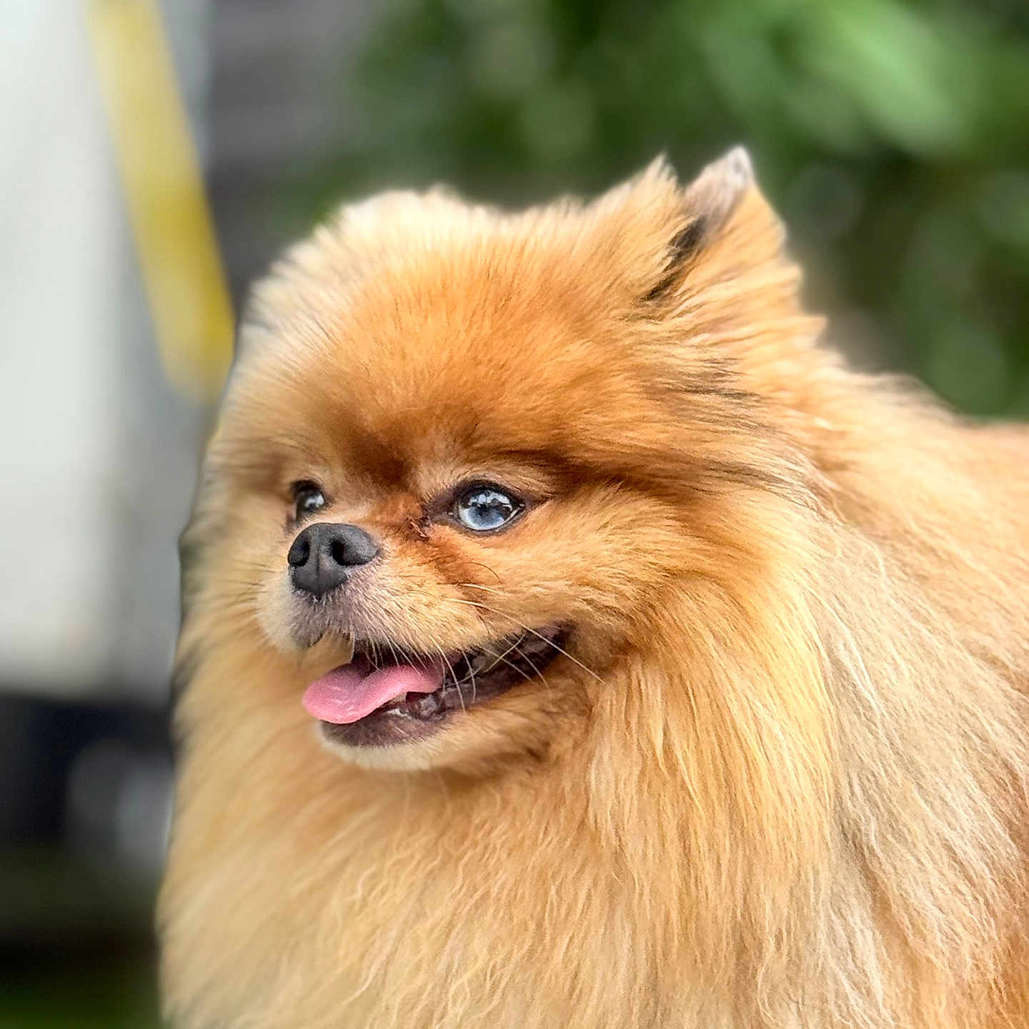 Winny participe au concours pour gagner de l'argent avec cette photo : animal, blue_eyes, blurred_background, canine, close_up, cute, dog, fluffy, friendly, furry, golden, green_background, happy, nature, outdoor, pet, pomeranian, portrait, small_dog, tongue_out