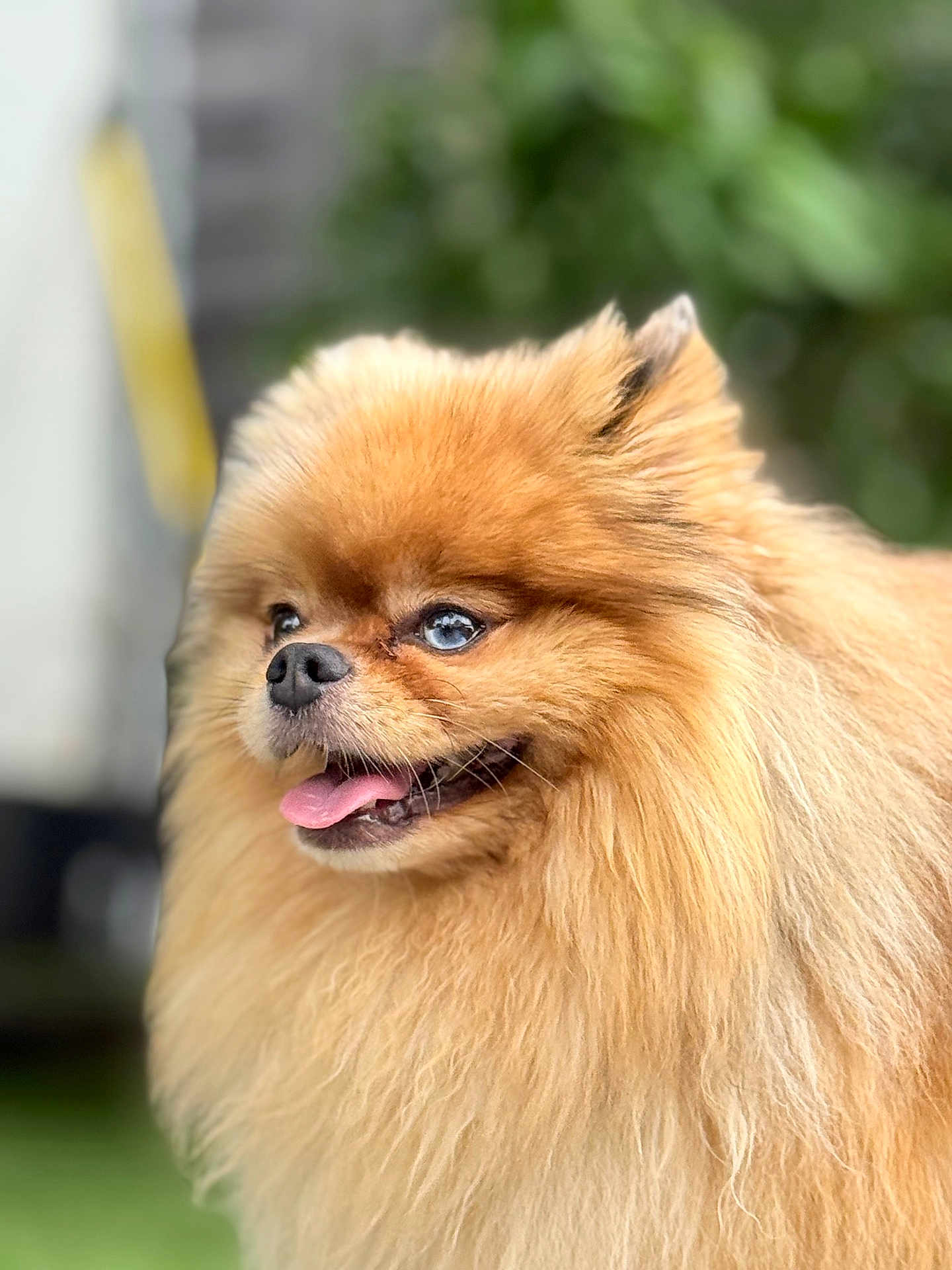 Winny participe au concours pour gagner de l'argent avec cette photo : dog, pomeranian, fluffy, golden, blue_eyes, tongue_out, pet, animal, portrait, outdoor, close_up, happy, cute, furry, canine, small_dog, nature, green_background, blurred_background, friendly