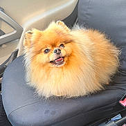 Winny participe au concours pour gagner de l'argent avec cette photo : dog, pomeranian, fluffy, car_interior, car_seat, pet, animal, happy, sitting, cute, fur, small_dog, mouth_open, eyes, nose, seatbelt, interior, vehicle, domestic_animal, companion