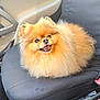 dog, pomeranian, fluffy, car_interior, car_seat, pet, animal, happy, sitting, cute, fur, small_dog, mouth_open, eyes, nose, seatbelt, interior, vehicle, domestic_animal, companion