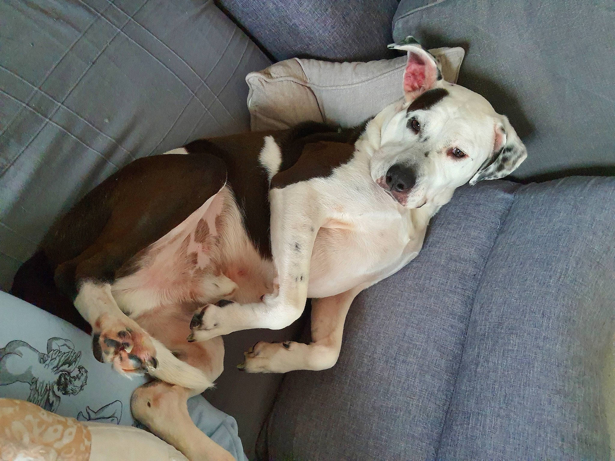 Opium participe au concours pour gagner de l'argent avec cette photo : canidae, carnivore, collar, comfort, companion_dog, dog, dog_breed, dog_clothes, dog_collar, dog_supply, fawn, linens, non_sporting_group, paw, snout, sporting_group, toy_dog, working_animal