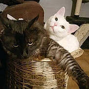 ébène participe au concours pour gagner de l'argent avec cette photo : basket, black_cat, cat, cat_tree, cats, couch, cozy, ears, feline, furniture, indoor, pair, paws, pet, portrait, relaxed, whiskers, white_cat, wicker_basket, wooden_floor