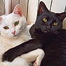 animal, black_cat, cat, close_up, companionship, cuddling, cute, domestic, feline, fur, green_eyes, indoor, pair, pets, portrait, relaxed, resting, whiskers, white_cat, yellow_eyes