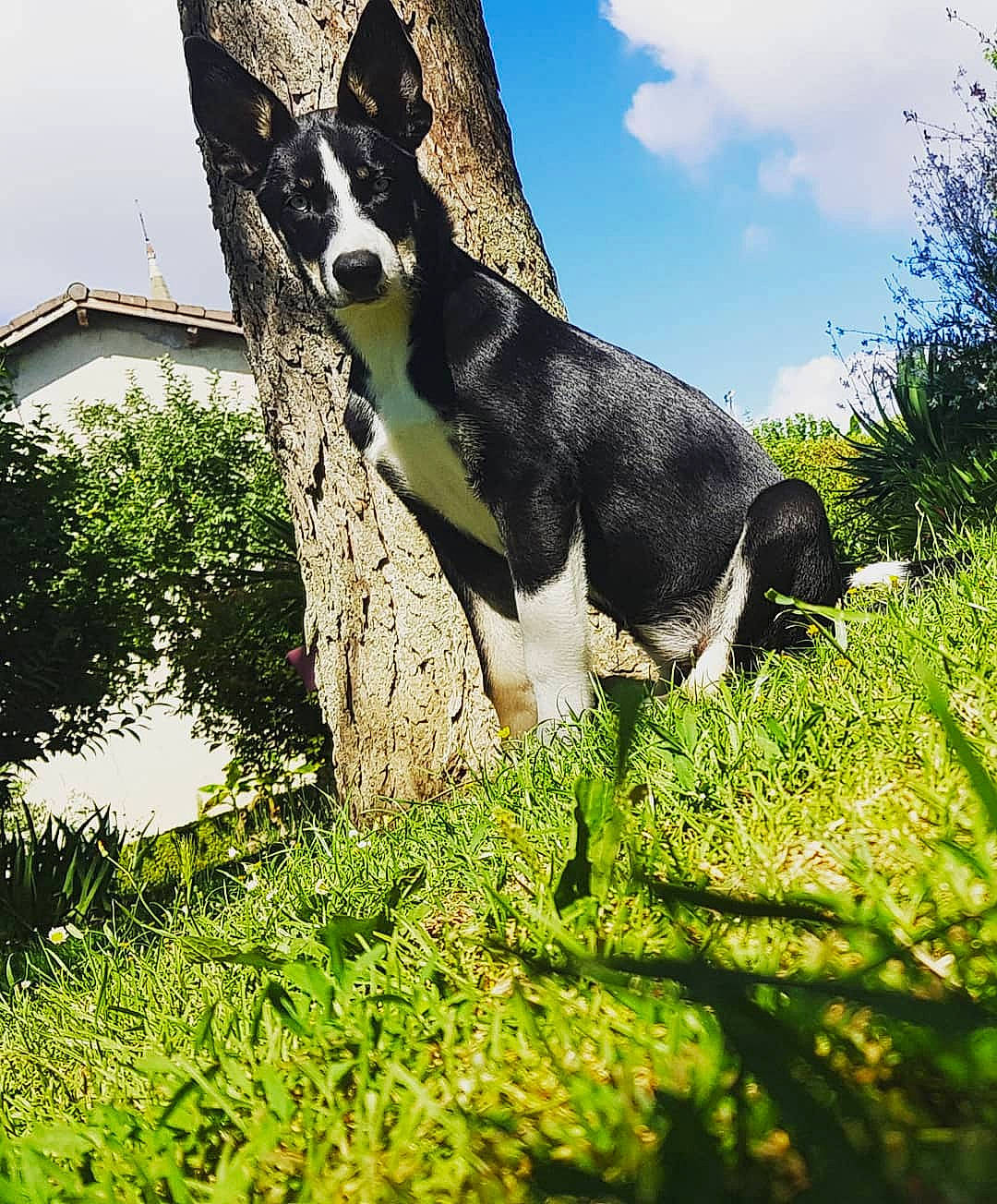 Rayka a rejoint le concours — aidez-le/la à gagner de superbes lots ! building, carnivore, cloud, companion_dog, dairy_cow, dog, dog_breed, fawn, grass, grassland, livestock, natural_landscape, plant, sky, snout, tail, terrestrial_animal, tree, window, working_animal
