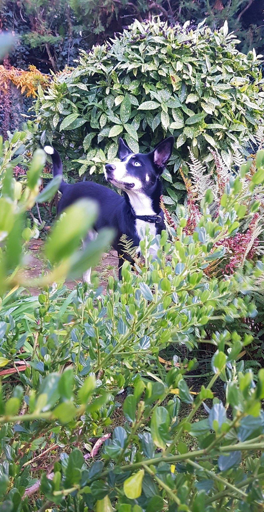 Rayka a rejoint le concours — aidez-le/la à gagner de superbes lots ! annual_plant, botany, branch, canidae, carnivore, cat, felidae, flowering_plant, garden, grass, groundcover, herb, plant, plant_community, shrub, subshrub, terrestrial_plant, tree, vegetation, wildlife