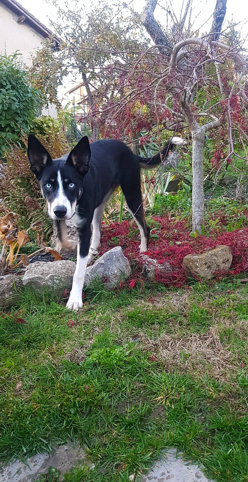 Rayka a rejoint le concours — aidez-le/la à gagner de superbes lots ! adventure, canidae, carmine, carnivore, companion_dog, dog, dog_breed, grass, groundcover, hunting_dog, mcnab, non_sporting_group, plant, shrub, sporting_group, tail, tree, working_animal, working_dog