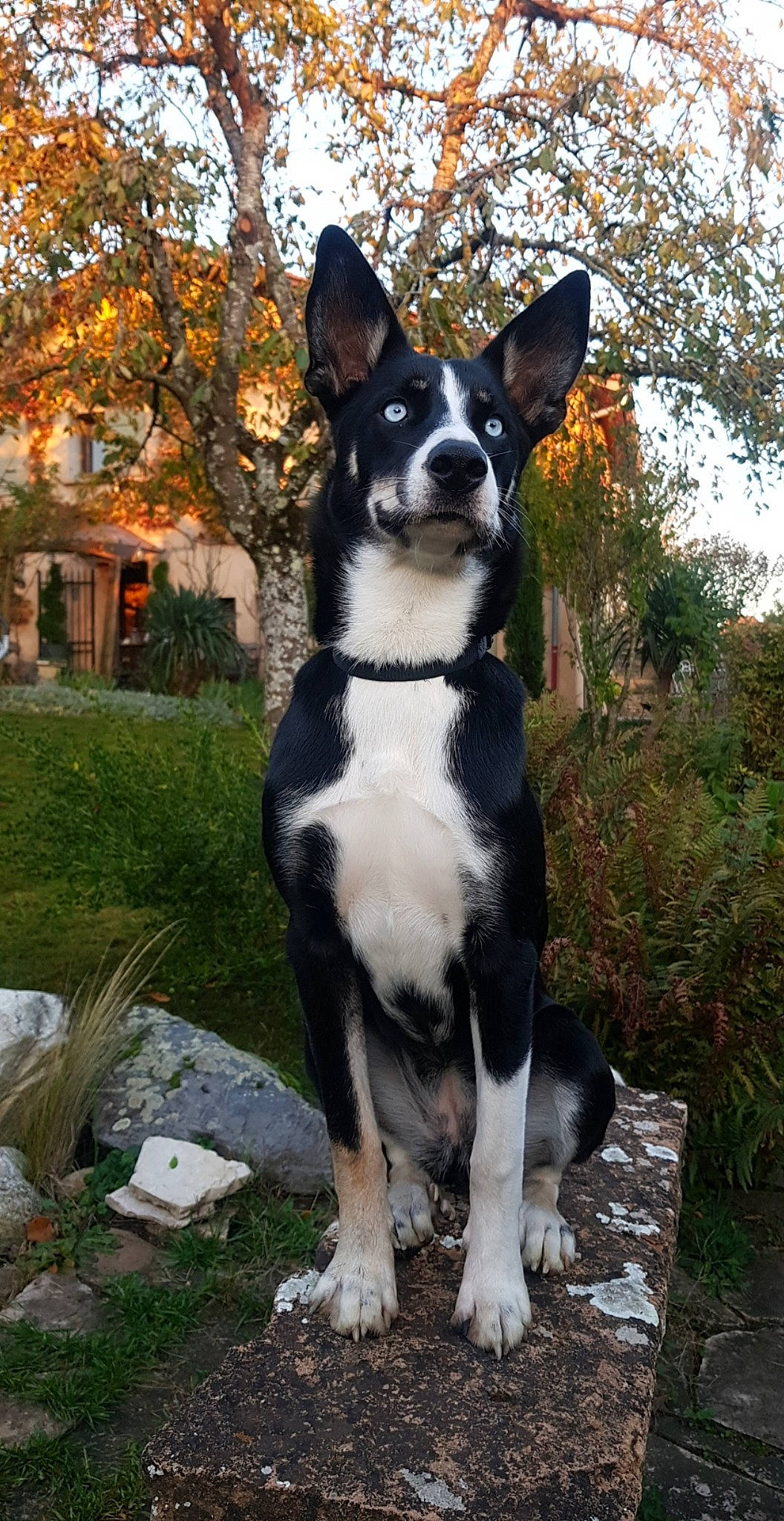 Rayka a rejoint le concours — aidez-le/la à gagner de superbes lots ! adventure, canidae, carnivore, collar, companion_dog, dog, dog_breed, dog_collar, fawn, grass, mcnab, plant, sky, snout, sporting_group, tail, tree, whiskers, window, working_animal