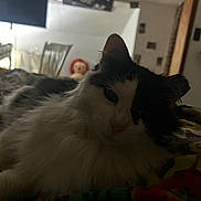 Randal is registered to the contest to win money with this photo: cat, black_and_white, fluffy, indoor, blanket, chair, television, doll, red_hair, dim_lighting, relaxing, feline, pet, animal, bedroom, cozy, resting, whiskers, fur, closeup