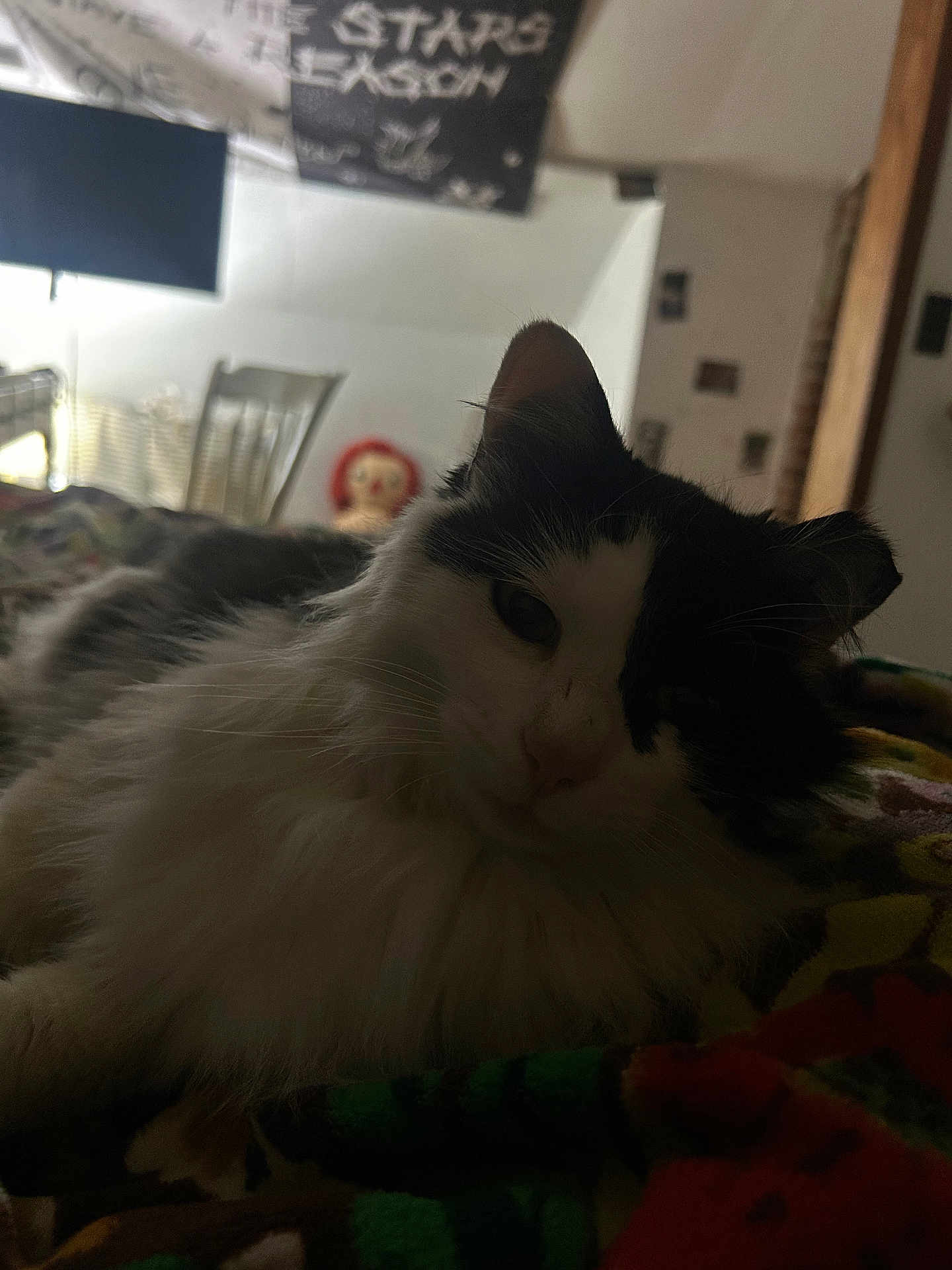 Randal is registered to the contest to win money with this photo: cat, black_and_white, fluffy, indoor, blanket, chair, television, doll, red_hair, dim_lighting, relaxing, feline, pet, animal, bedroom, cozy, resting, whiskers, fur, closeup