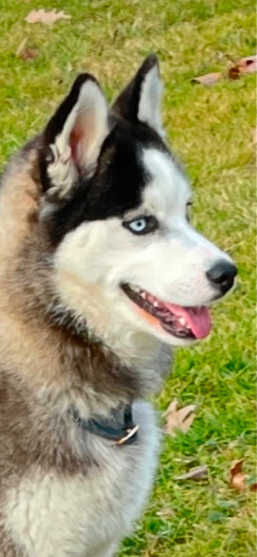 Luka