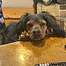 animal, black_fur, brown_fur, close_up, cozy, dog, expression, face, furniture, home, indoor, long_ears, paws, pet, relaxed, remote_control, resting, table, waiting, wooden_table