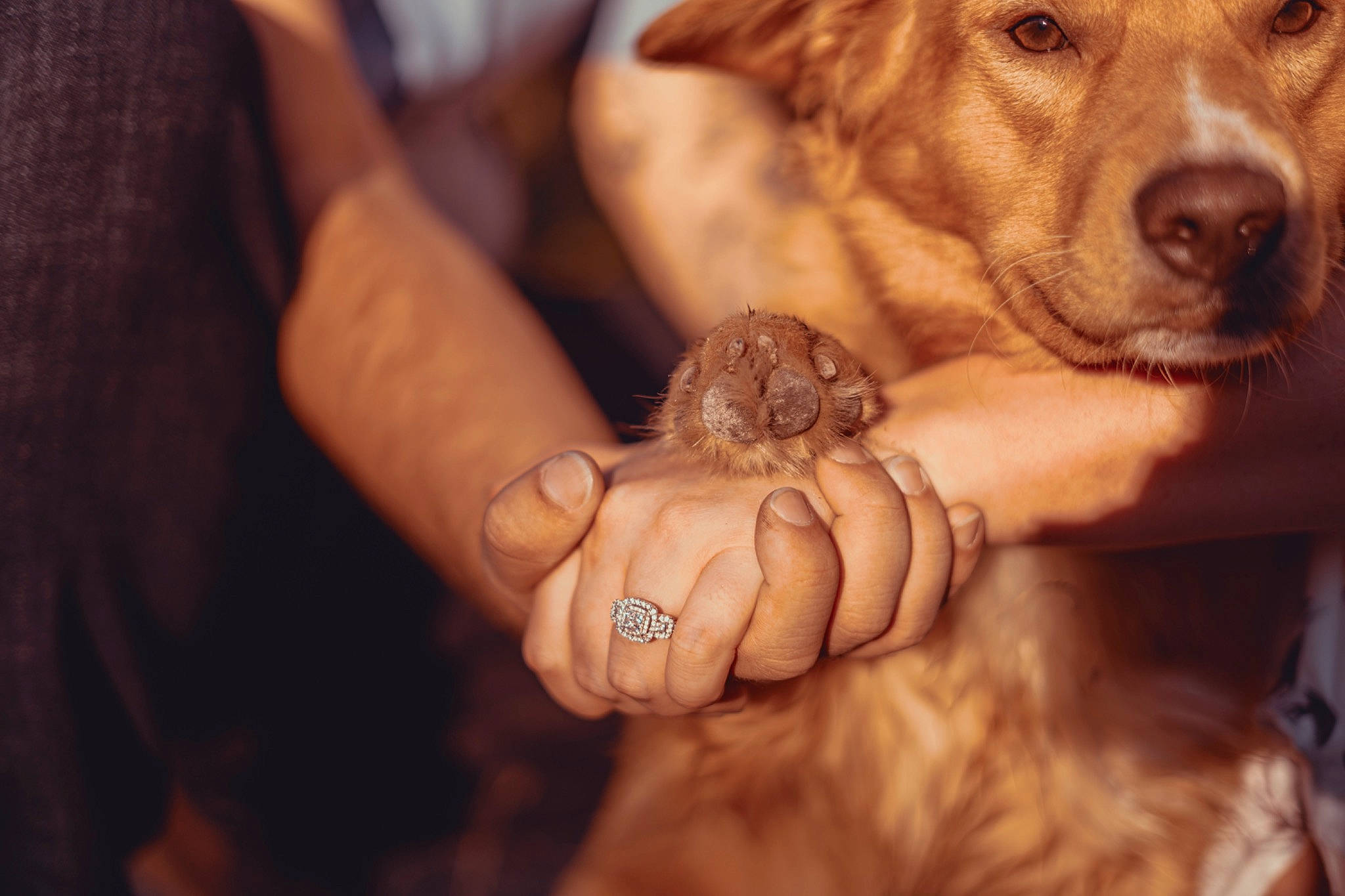 Oakley is registered to the contest to win money with this photo: carnivore, companion_dog, dog, dog_breed, dog_collar, event, fawn, finger, fur, gesture, hand, happy, liver, nail, paw, thumb, whiskers, working_animal, wrinkle, wrist