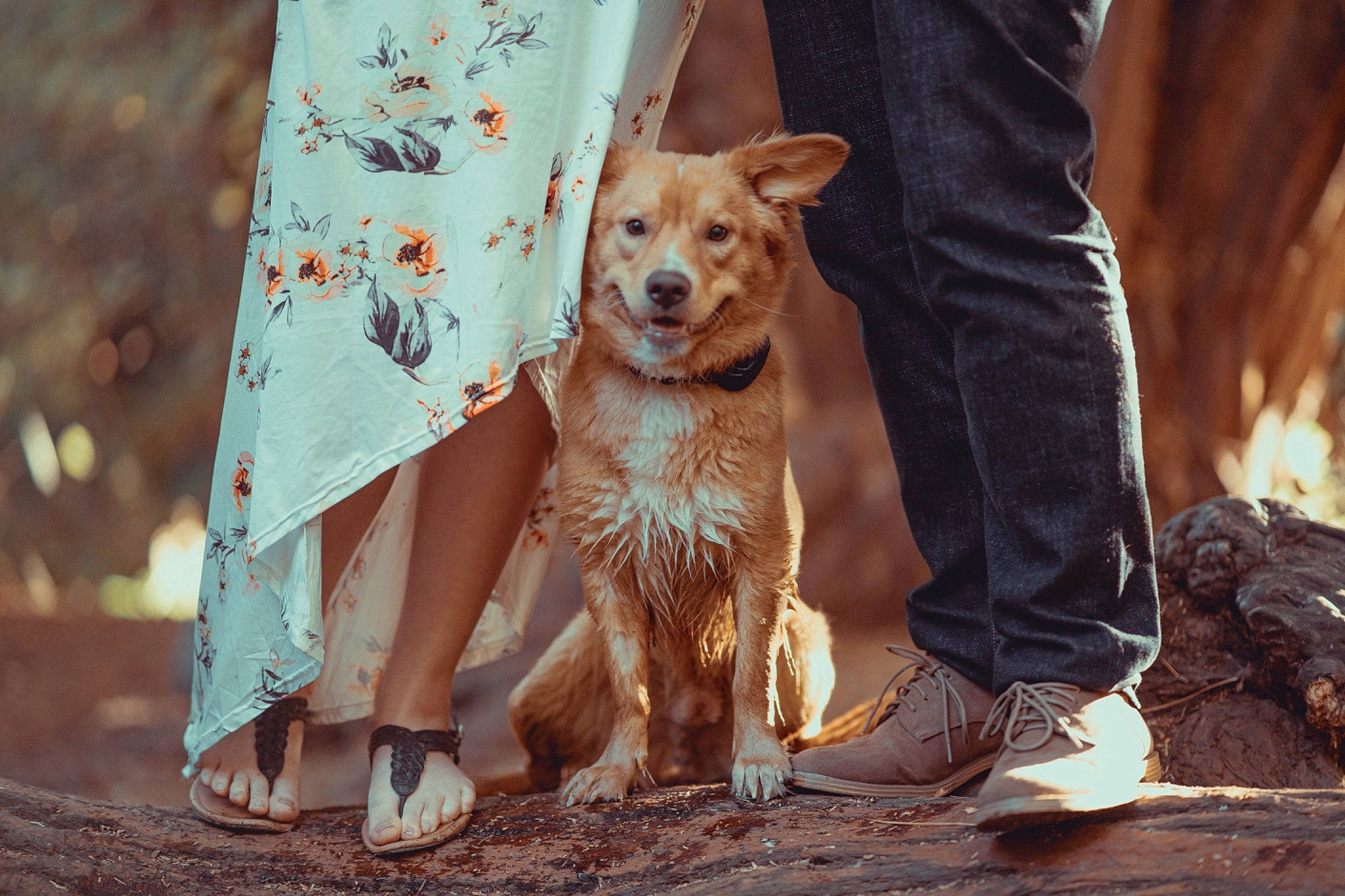 Oakley joined the competition — help win amazing prizes! canidae, carnivore, companion_dog, dog, dog_breed, fawn, fur, happy, leash, road_surface, snout, soil, sporting_group, tail, terrier, toy_dog, whiskers, wildlife, wood, working_animal