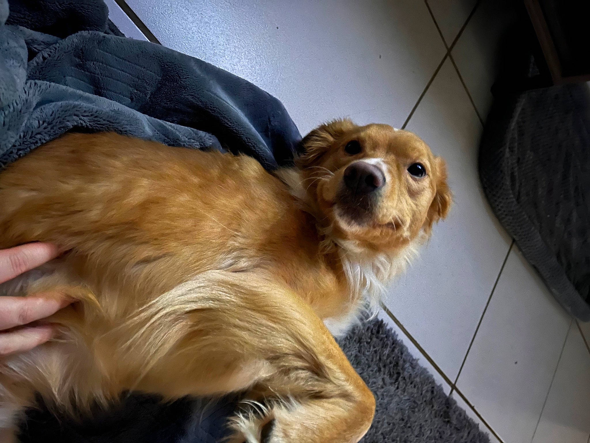 Oakley is registered to the contest to win money with this photo: canidae, carnivore, comfort, companion_dog, dog, dog_breed, fawn, fur, gun_dog, liver, paw, snout, spaniel, sporting_group, terrestrial_animal, tibetan_spaniel, toy_dog, whiskers, wood, working_animal