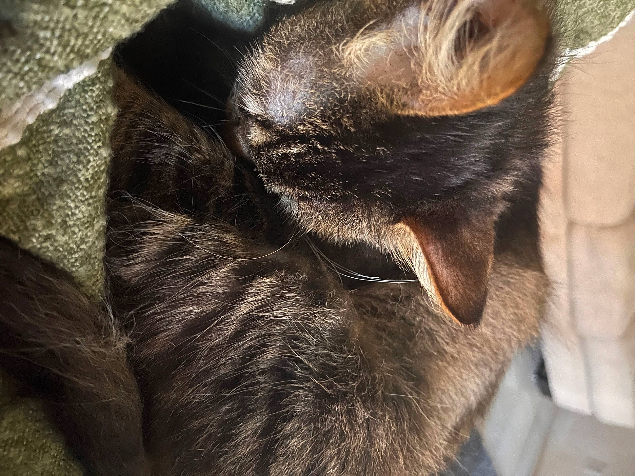 Sekiro is registered to the contest to win money with this photo: brown, carnivore, cat, claw, comfort, dog_breed, domestic_short_haired_cat, ear, felidae, fur, human_leg, liver, nap, paw, small_to_medium_sized_cats, snout, tail, terrestrial_animal, whiskers