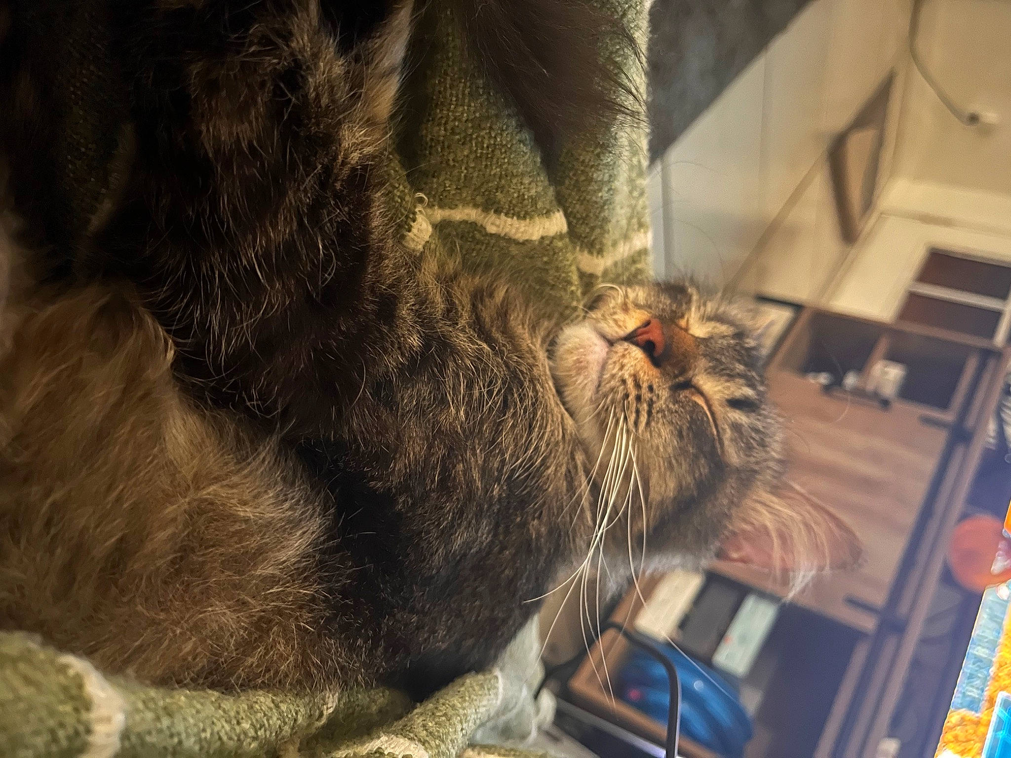 Sekiro joined the competition — help win amazing prizes! carnivore, cat, claw, comfort, domestic_short_haired_cat, fang, felidae, fur, paw, small_to_medium_sized_cats, snout, tail, terrestrial_animal, whiskers, wildlife, window, wood