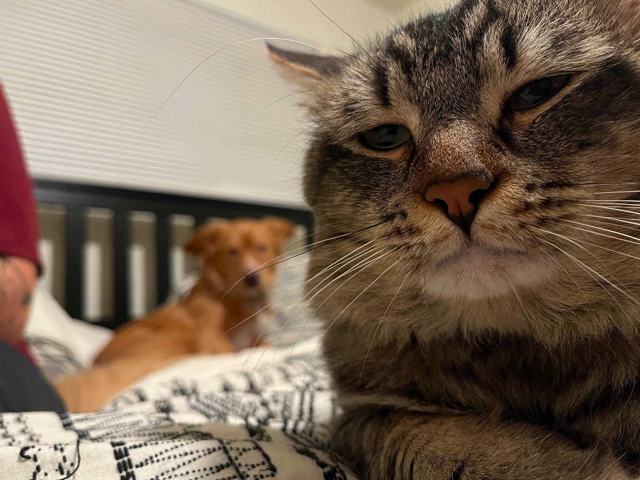 Sekiro is registered to the contest to win money with this photo: carnivore, cat, claw, comfort, companion_dog, domestic_short_haired_cat, felidae, fur, linens, paw, small_to_medium_sized_cats, snout, t_shirt, whiskers