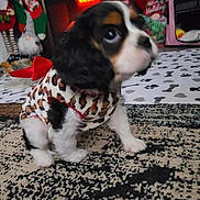 Chloe joined the competition — help win amazing prizes! puppy, dog, leopard_print, clothing, red_bow, carpet, indoor, holiday_decor, christmas_stockings, fireplace, furniture, cute, small_dog, pet, black_white_brown, decorations, floor, toy, festive, cozy