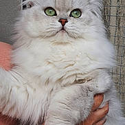 Opium a rejoint le concours — aidez-le/la à gagner de superbes lots ! cat, white_cat, fluffy, long_hair, pet, animal, green_eyes, portrait, close_up, whiskers, ears, paws, fur, indoor, wire_fence, hand, held, cute, serious_expression, photography
