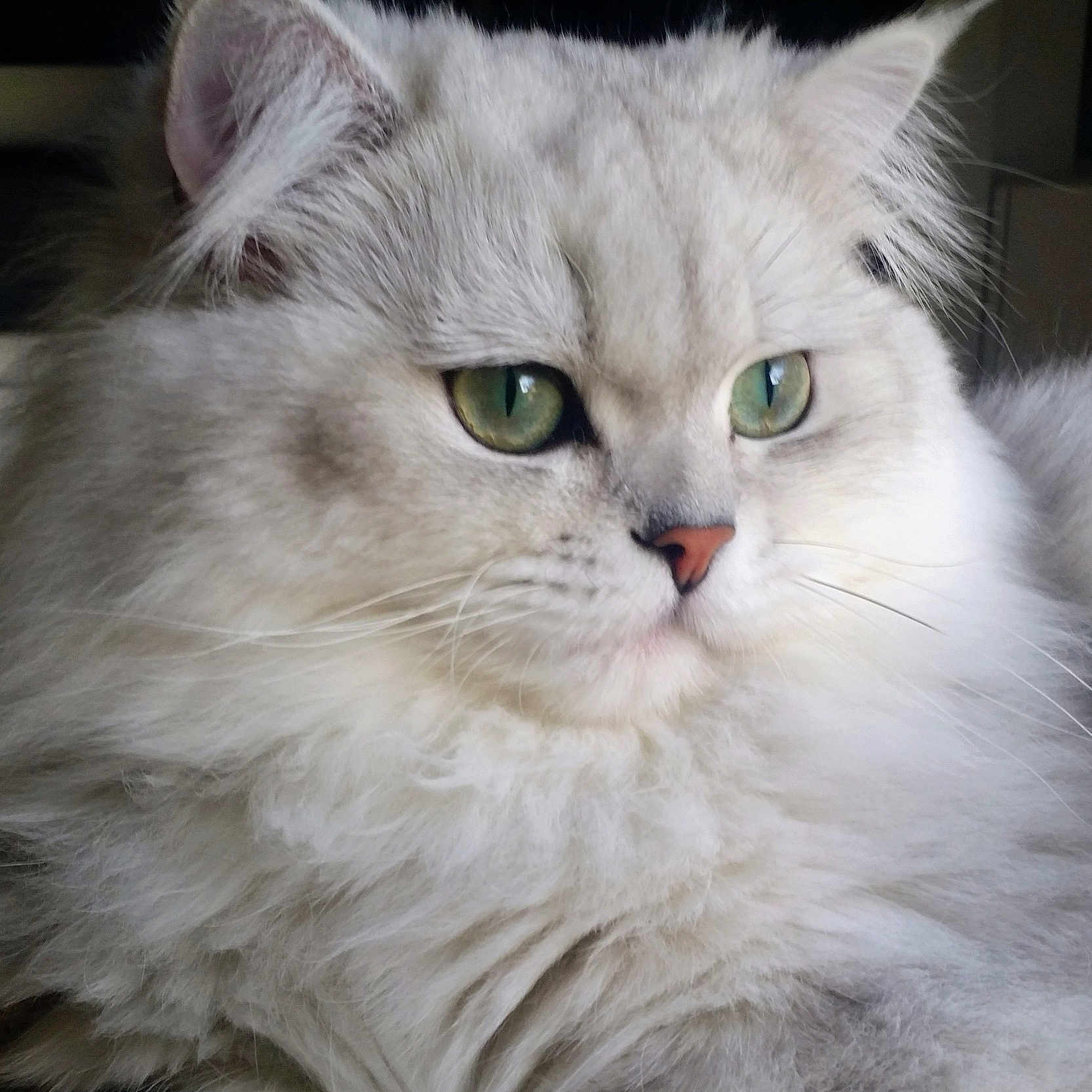 Opium a rejoint le concours — aidez-le/la à gagner de superbes lots ! cat, white_cat, fluffy, longhaired, green_eyes, pink_nose, whiskers, fur, pet, animal, portrait, closeup, indoors, sitting, looking_at_camera, dramatic_lighting, black_background, facial_features, cute, elegant