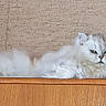 Opium a rejoint le concours — aidez-le/la à gagner de superbes lots ! cat, long_hair, fluffy, white_fur, silver_fur, green_eyes, pet, animal, lying_down, relaxed, serious_expression, whiskers, ears, tail, wooden_cabinet, furniture, indoor, beige_background, portrait, photography