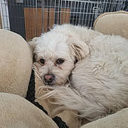 Tchouwi a rejoint le concours — aidez-le/la à gagner de superbes lots ! dog, pet, bed, cozy, white_dog, fluffy, curled_up, relaxed, indoor, cage, home, animal, fur, cute, sleepy, companion, resting, domestic, comfort, cute_pet