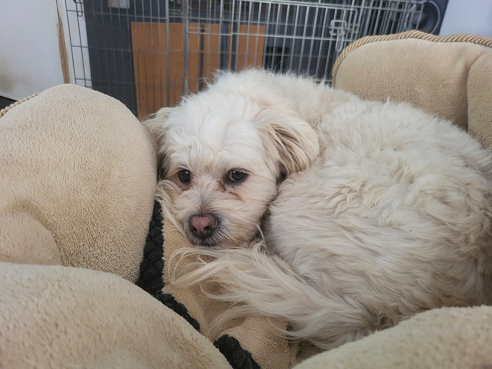 Tchouwi a rejoint le concours — aidez-le/la à gagner de superbes lots ! dog, pet, bed, cozy, white_dog, fluffy, curled_up, relaxed, indoor, cage, home, animal, fur, cute, sleepy, companion, resting, domestic, comfort, cute_pet
