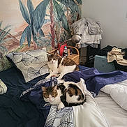 Odin participe au concours pour gagner de l'argent avec cette photo : cat, bed, blanket, pillow, indoor, furniture, clothing, table, lamp, wall_art, pattern, tropical, plants, relaxing, pet, sleeping, resting, domestic, cozy, room