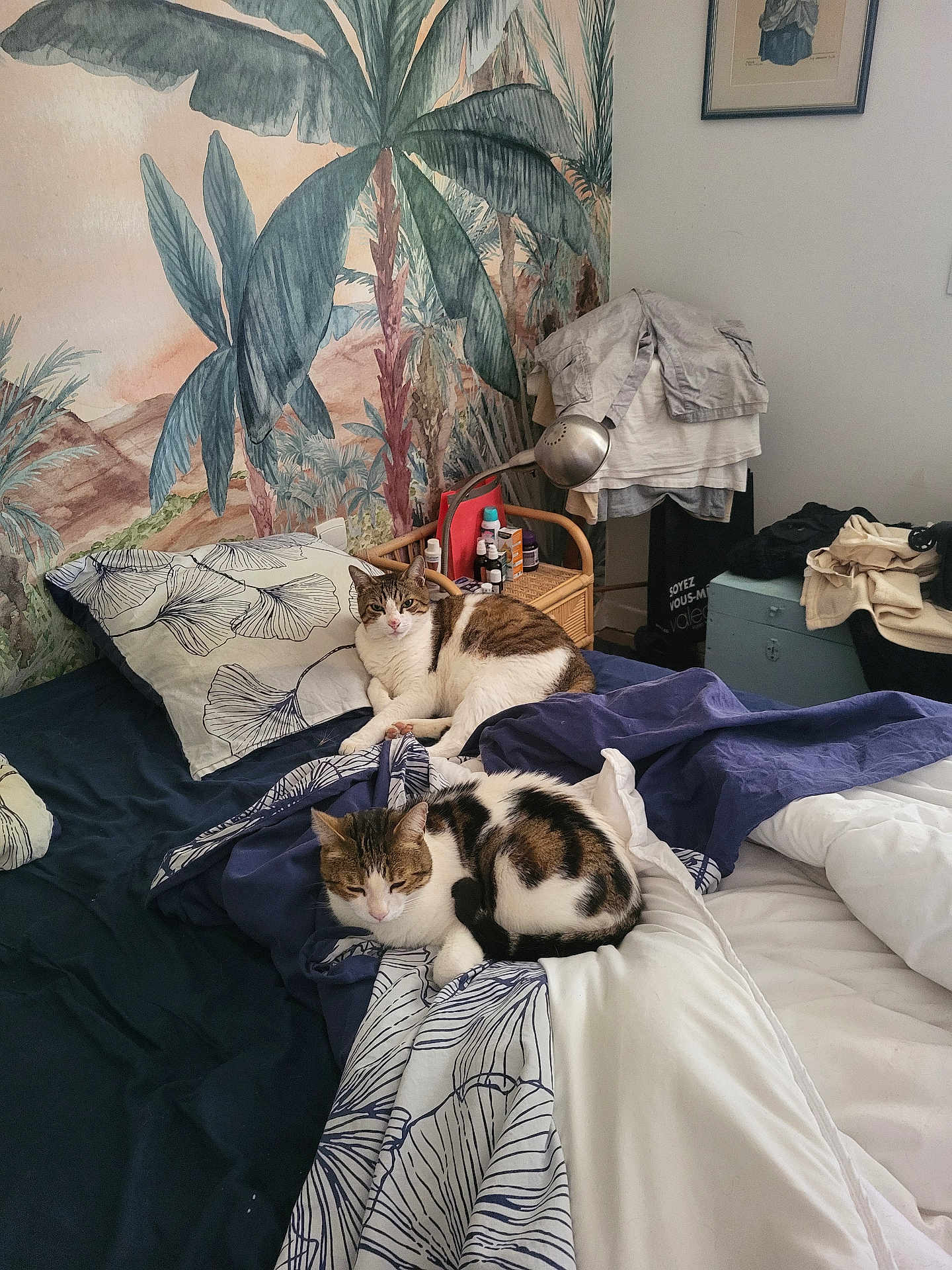 Odin participe au concours pour gagner de l'argent avec cette photo : cat, bed, blanket, pillow, indoor, furniture, clothing, table, lamp, wall_art, pattern, tropical, plants, relaxing, pet, sleeping, resting, domestic, cozy, room