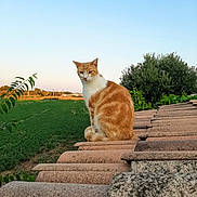 Zeus participe au concours pour gagner de l'argent avec cette photo : animal, calm, cat, countryside, daylight, feline, field, greenery, nature, orange_cat, outdoor, pet, roof, serene, sitting, sky, sunset, tiles, tree, white_cat