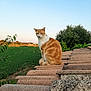 animal, calm, cat, countryside, daylight, feline, field, greenery, nature, orange_cat, outdoor, pet, roof, serene, sitting, sky, sunset, tiles, tree, white_cat