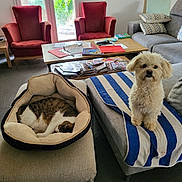 Loki participe au concours pour gagner de l'argent avec cette photo : armchair, cat, coffee_table, couch, cozy, dog, floor, fluffy_dog, furniture, gray_couch, indoor, living_room, magazines, natural_light, pet_bed, red_chair, sleeping_cat, striped, towel, window