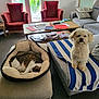 armchair, cat, coffee_table, couch, cozy, dog, floor, fluffy_dog, furniture, gray_couch, indoor, living_room, magazines, natural_light, pet_bed, red_chair, sleeping_cat, striped, towel, window