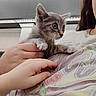 kitten, gray_cat, hand, person, indoor, tshirt, curious, pet, small_hand, holding, cute, young_cat, feline, animal, portrait, casual_clothing, light, modern_interior, gentle, close_up