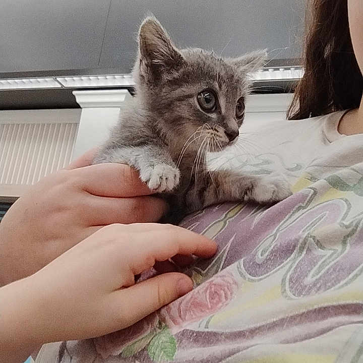 Smokey is registered to the contest to win money with this photo: kitten, gray_cat, hand, person, indoor, tshirt, curious, pet, small_hand, holding, cute, young_cat, feline, animal, portrait, casual_clothing, light, modern_interior, gentle, close_up