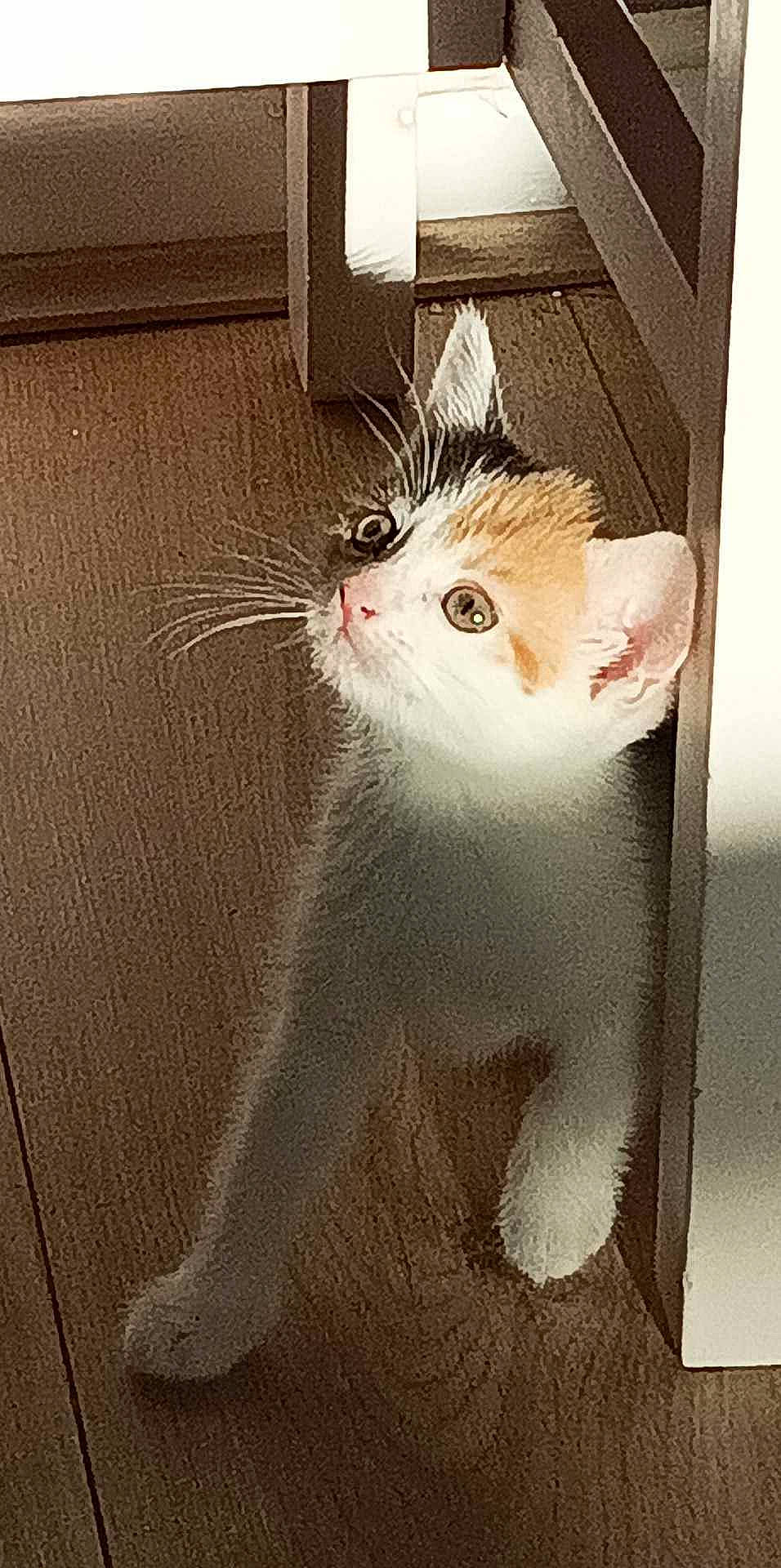 Alice joined the competition — help win amazing prizes! box, cardboard, carnivore, cat, domestic_short_haired_cat, fawn, felidae, fur, hardwood, paper, paper_product, paw, pet_supply, small_to_medium_sized_cats, snout, tail, whiskers, window, wood