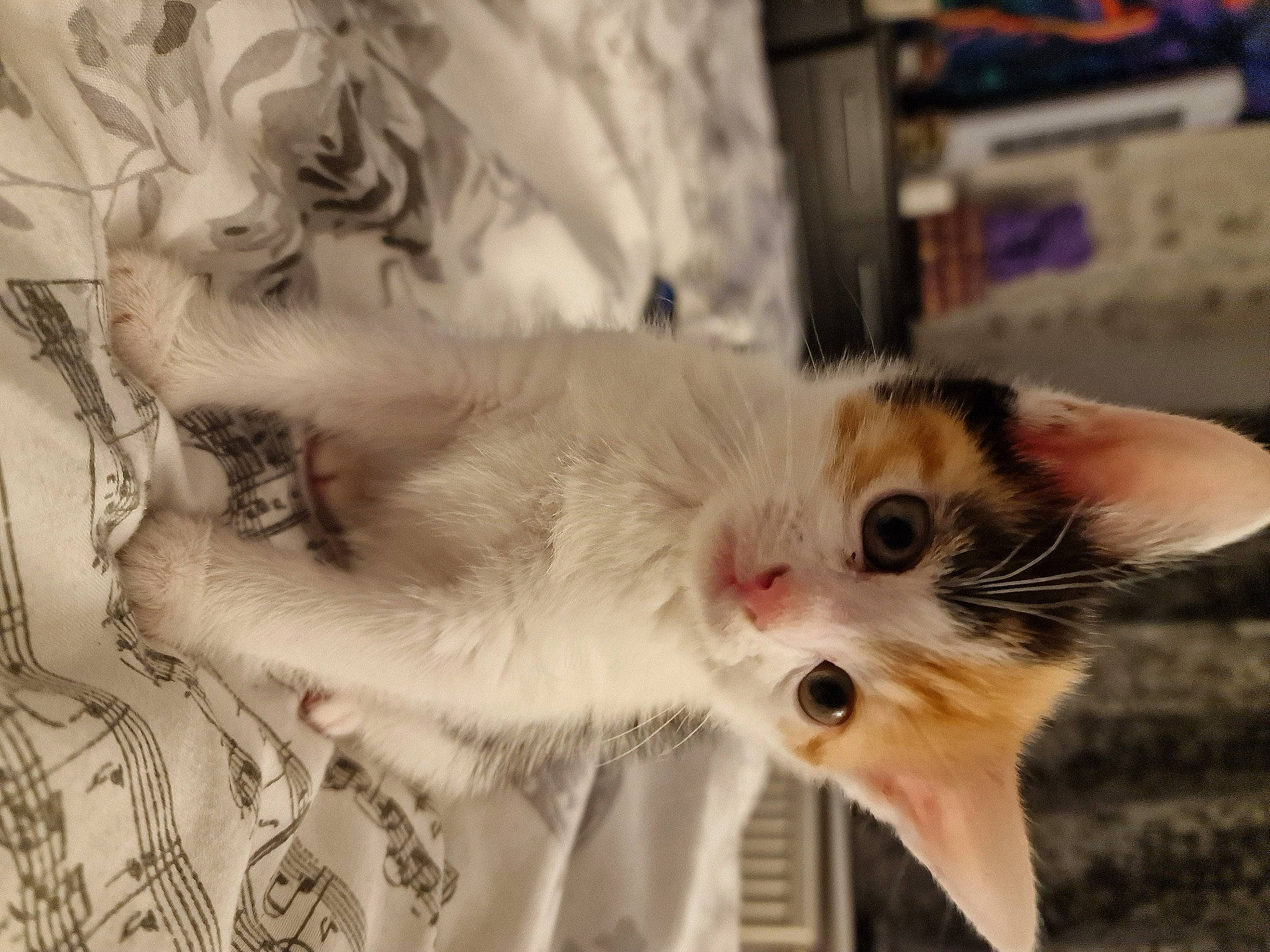 Alice is registered to the contest to win money with this photo: carnivore, cat, claw, collar, domestic_short_haired_cat, fang, fawn, felidae, fur, paw, small_to_medium_sized_cats, snout, tail, whiskers