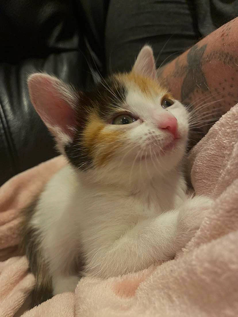 Alice is registered to the contest to win money with this photo: carnivore, cat, claw, comfort, domestic_short_haired_cat, fawn, felidae, fur, paw, small_to_medium_sized_cats, snout, whiskers