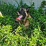 Naka a rejoint le concours — aidez-le/la à gagner de superbes lots ! dog, tongue_out, greenery, plants, flowers, outdoor, nature, summer, shade, concrete_wall, happy, animal, pet, canine, grass, sunlight, relaxing, tongue, fur, garden